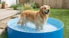 INTEX 48400NP - faltbarer Hundepool (blau, 152x30cm) Pool Produktbild-Vorschau 7