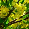 Sada 3 žltých rebier (Ribes aureum) - výška 70 cm - 1,5 l Náhľad obrázku produktu 2