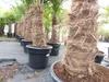 2 Stück Trachycarpus fortunei, 70 - 100 cm Stamm, 210 - 250 Produktbild-Vorschau 9