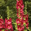 6 x Stockrose  - Alcea rosea 'Rubra'  | Topf 9cm x 9cm Produktbild-Vorschau 2