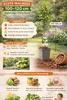 Echte Walnuss 100–120 cm (Juglans regia) – winterharter Produktbild-Vorschau 2