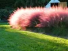 Stauden Gänge 5 x Muhlenbergia capillaris im 1 Liter Topf - Produktbild-Vorschau 2