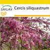 SAFLAX Kultivačný set - Strom lásky / Strom srdca - Cercis Náhľad obrázku produktu 7