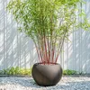 A potted bamboo plant with red stems and green leaves sits on a bed of white pebbles in front of a white slatted wall. Produktbild-Vorschau