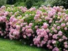 Ballhortensie 'CANDYBELLE BUBBLEGUM' 30-40 cm, Cont. 2,5 l Produktbild-Vorschau 6