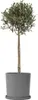 Olivenbaum - Olea europaea - Höhe 90-100cm - ⌀21cm Produktbild-Vorschau 7