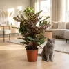 Green boutiQ - Zimmerpflanze - Pfauen-Korbmarante - Produktbild-Vorschau 5