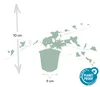 Hedera helix 'Glacier' - Efeu - Bodendecker - Grün mit Produktbild-Vorschau 2
