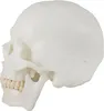Lebensgroß Schädel Anatomie Modell Skelett Anatomisches Produktbild-Vorschau 2