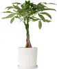 Arbre à argent - Pachira aquatica - Hauteur 60-70cm - ⌀17cm Voir les images du produit 7