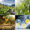 Saunaaufguss  -Set 4x250ml Bergkräuter Eukalyptus Orange Produktbild-Vorschau 4
