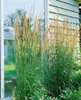 Trawa ozdobna "Karl Foerster" (Calamagrostis x acutiflora), Podgląd zdjęcia produktu 9