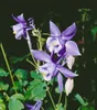 Aquilegia alpina, Alpen-Akelei, blau, ca. 9x9 cm Topf Produktbild-Vorschau 1