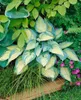 Funkie June, im Topf - Hosta x tardiana Produktbild-Vorschau 2