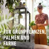 COMPO SANA® Grünpflanzen- und Palmenerde - 40 Liter Produktbild-Vorschau 4