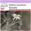 SAFLAX - Szarotka - 500 Nasiona - Leontopodium alpinum Podgląd zdjęcia produktu 9