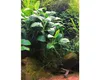 Zwergspeerblatt - Anubias barteri nana In-Vitro Produktbild-Vorschau 4
