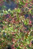 Malus 'Tina', Zierapfel, kompakt, 40–60 cm Produktbild-Vorschau 3