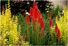 Stauden Gänge 1 x Kniphofia ‘Redhot Popsicle’ - Fackellilie Produktbild-Vorschau 1