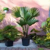Two potted palm trees in a garden setting with a pink wall in the background. Podgląd zdjęcia produktu