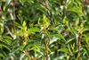 Prunus lusitanica, Portugiesischer Lorbeer, immergrün, Produktbild-Vorschau 11