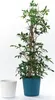 Übertopf Fyre Kunststoff Ø 40 cm H 39 cm weiß inkl. Rollen Produktbild-Vorschau 9