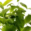 Magnolia Alba Superba 2L Podgląd zdjęcia produktu 9