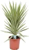 A potted Yucca elephantipes Jewel plant against a white background. Podgląd zdjęcia produktu