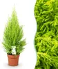 Green boutiQ - Zimmerpflanzen - Cupressus Gold Crest Wilma Produktbild-Vorschau 1