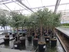 Eucalyptus Stamm Eukalyptusbaum, 90 - 120 cm, Pflanze Produktbild-Vorschau 8