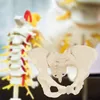MedMod anatomický model kostry ženskej panvy, ženská panva Náhľad obrázku produktu 2