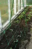 Young cucumber plants growing in a greenhouse next to a green netting support. Produktbild-Vorschau