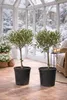 Olivenbaum Stämmchen 50–60 cm 2er Set – Olea Europaea, Produktbild-Vorschau 3