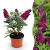 Krzew motylkowy Buddleja davidii Butterfly Candy Little Podgląd zdjęcia produktu 2