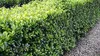 Stauden Gänge 100 x Ilex crenata 'Caroline Upright' - Produktbild-Vorschau 6