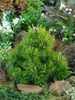 Pinus mugo 'Humpy', Bergkiefer, kompakt, 25–30 cm Produktbild-Vorschau 8