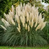 Bloomique - Zestaw 6 sztuk - Cortaderia selloana White Podgląd zdjęcia produktu 5
