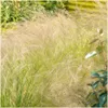 Plants by Frank | 48 Federgras Pflanzen | Stipa Tenuissima Produktbild-Vorschau 2