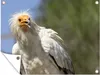 MuchoWow® Produktbild-Vorschau 1