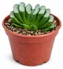 Haworthia truncata - zeldzame Haworthia - zeldzaamheid - Productafbeelding-voorbeeld 3