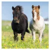 Chers chevaux Ravensburger 08011 Voir les images du produit 3