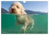 Lagotto Romagnolo, Sonderausgabe (Wandkalender 2027, DIN Produktbild-Vorschau 11