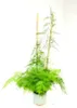 DIXIE STORE Kit de treillis en bambou pour plantes - 2S, 10 Voir les images du produit 3