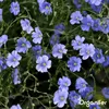Wildblumenmischung Biodiversität 2 kg = 1000 m² – 62 Arten Produktbild-Vorschau 7