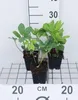 6 x *Helleborus niger* (Rosa de Navidad) - Maceta de 9 x 9 Vista previa de la imagen del producto 1