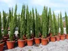 10x Totem 150 - 170 cm Toskana Zypresse Mittelmeerzypresse Produktbild-Vorschau 6