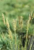 Koeleria glauca, Blaues Schillergras, 20–30 cm Produktbild-Vorschau 9