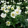 6 x sasanka lesní - Anemone sylvestris | květináč 9cm x 9cm Náhled obrázku produktu 2