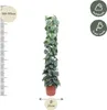 Lierre grimpant – Scindapsus Pictus Trebie – Plante Voir les images du produit 1