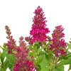 Bloomique - Buddleja Butterfly Little Ruby - Krzew motyli - Podgląd zdjęcia produktu 3